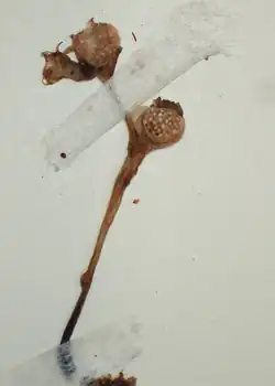 A herbarium specimen taped to paper