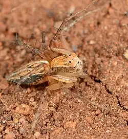 female