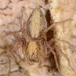 female