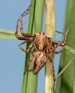 female