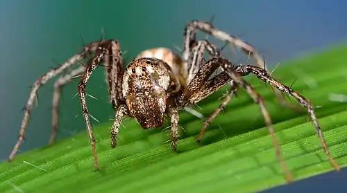 female