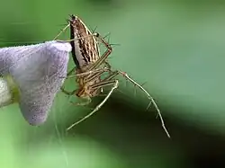 Oxyopes birmanicus