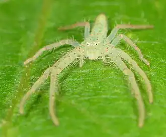 female
