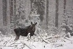 Eurasian moose (Alces alces) in the surrounding forest of Paunküla