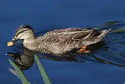 Mallard x Pacific black duck hybrid, Richmond Tasmania