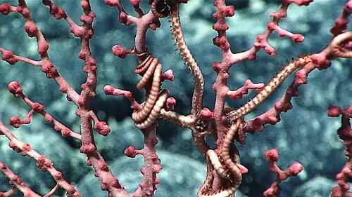Bubblegum coral