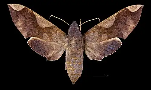 Pachylia syces ♀