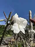 Pachypodium decaryi (Star-flower succulent)