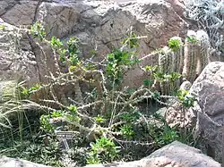 Pachypodium saundersii (Kudu lily)