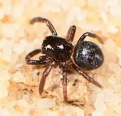 juvenile female