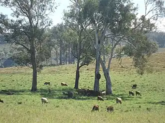 Paddocks along The Hollows Road, 2016