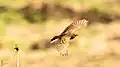 Wide-span flying Paddyfield pipit from Dhaka, Bangladesh