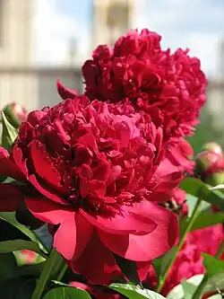 Paeonia 'Ruth Clay', bomb flowered