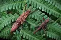 Pair of Tisamenus clotho 'Camarines'