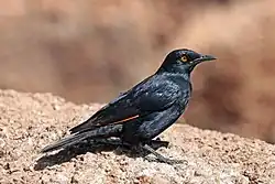 Pale-winged starling in Damaraland, Namibia