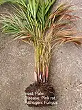 A plant affected by Gliocladium vermoeseni, a fungal disease also called "pink rot"