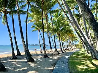 Palm trees at Palm Cove Beach, 2020