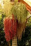 Tree with several inflorescences of varying ages