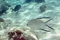 A palometa seen off the coast of Bonaire