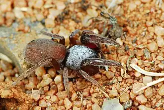 female