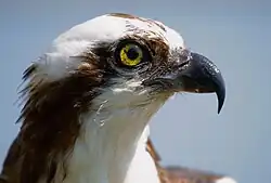 Adult