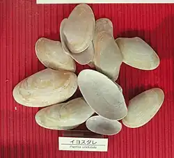Paratapes undulatus, museum specimen