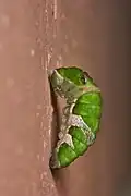 Prepupa