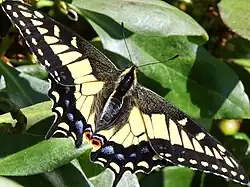 Female