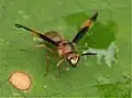 Parachartergus amazonensis