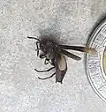 Parachartergus apicaloides