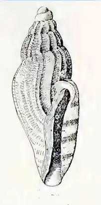 Paraguraleus emina