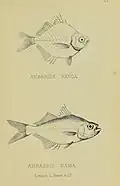 Parambassis ranga (Hamilton, 1822) and Chanda nama (Hamilton, 1822), illustrated by Reginald Beavan