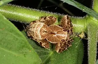 P. perforatus