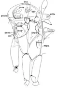 Thorax
