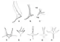 Thorax