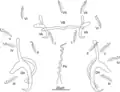 Enterogyrus malmbergi, sclerotised parts