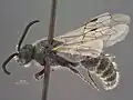 Paratiphia lagosae holotype from Jalisco, Mexico