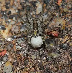 female with egg sac