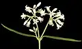 Parsonsia diaphanophleba