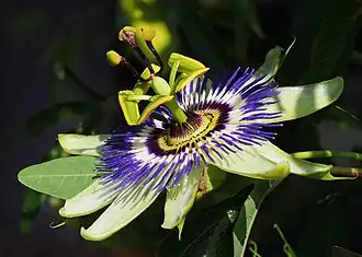 Very complexly-shaped white, purple, and green flower