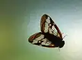Scolypopa australis against frosted glass