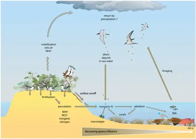 Pathways for guano-derived nitrogen to enter marine food webs[83]