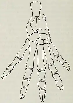 Patriofelis ferox hind foot
