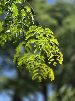 Leaves