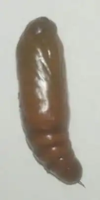 Pea moth caterpillar pupa