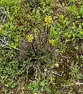 Whole plant