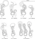 Comparison of vaginae