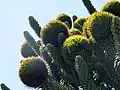Female (seed) cones
