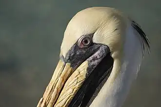 Brown Pelican