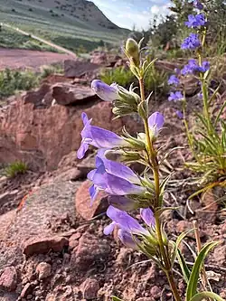 And inflorescence with bright violet funnel shaped flowers on a hillside of pink rocks. The flowers open to the left with spreading lobes at the flower's mouth and largely face one direction away from the stem.